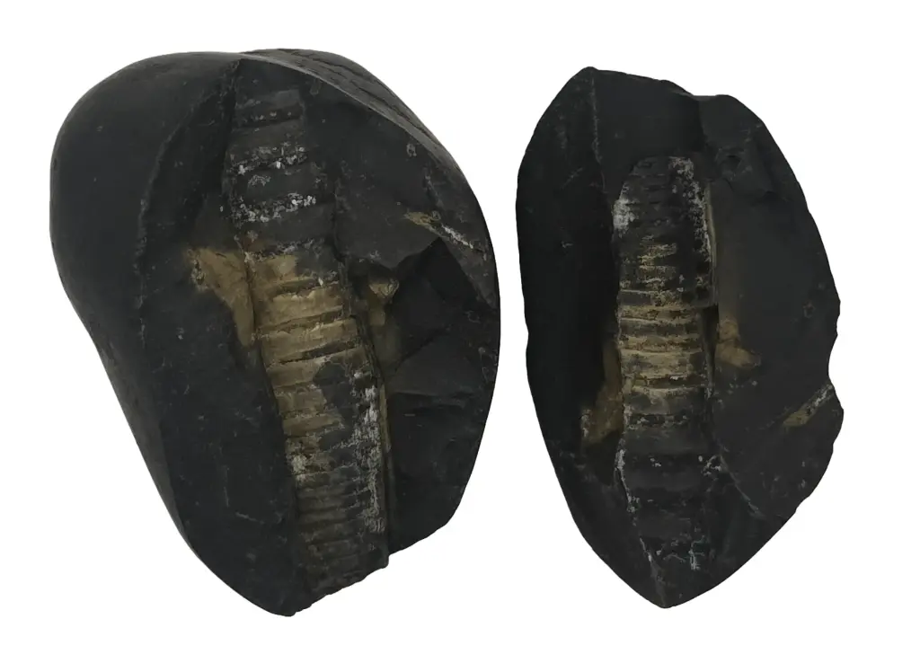 Shiv Shaligram