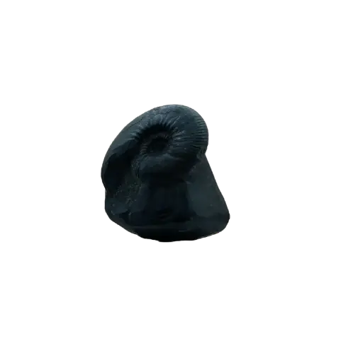 Sudarshan Shaligram