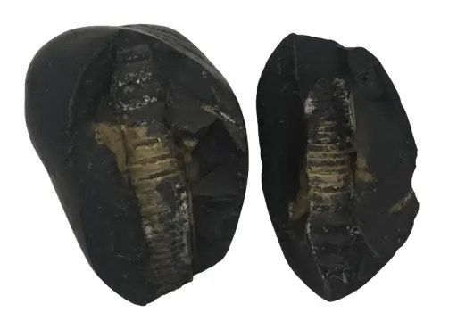 Shiv Shaligram